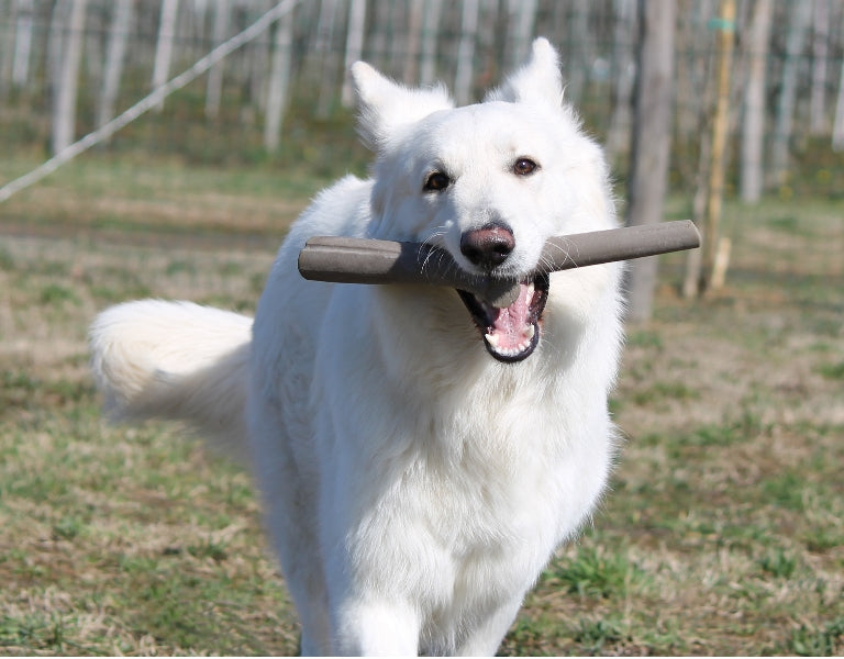 Play Stick - Recyclable Dog Toy