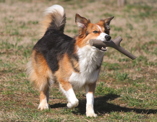 Play Stick - Recyclable Dog Toy